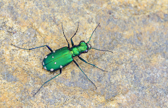Cicindela sexguttata