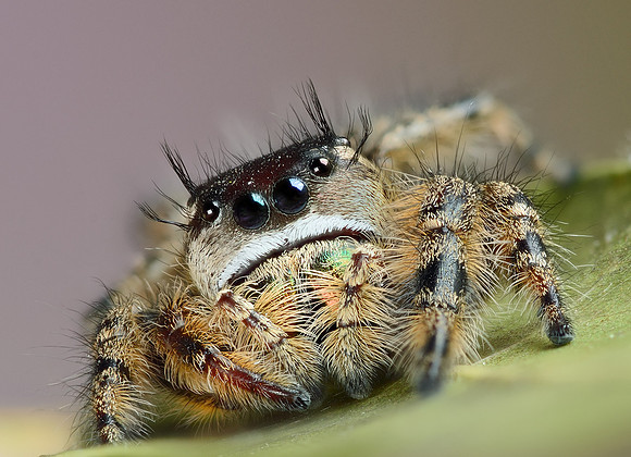 Canopy Jumping Spider (Phidippus otiosus)