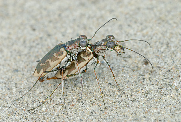 Ellipsoptera puritana