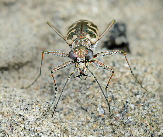 Puritan Tiger Beetle (Ellipsoptera puritana)