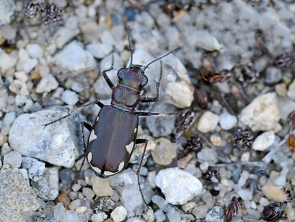 Festive Tiger Beetle (Cicindela scutellaris lecontei)