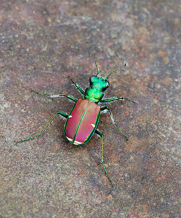 Splendid Tiger Beetle (Cicindela splendida)