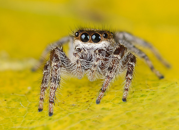 Phidippus princeps