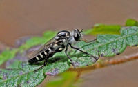 Cyrtopogon alleni