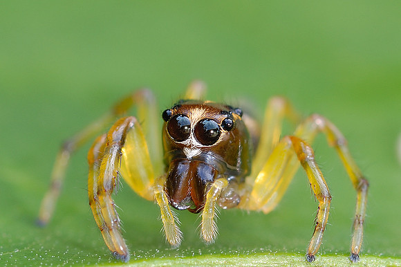 Jumping Spider - French Guiana