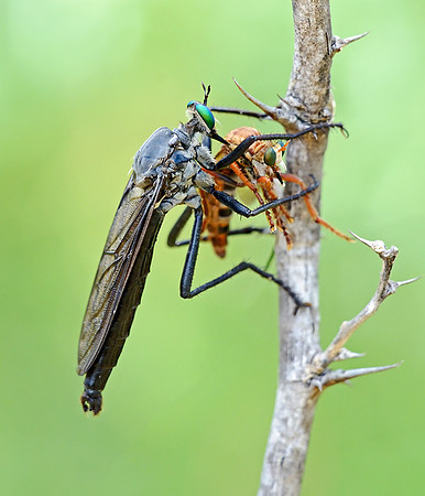 Microstylum morosum