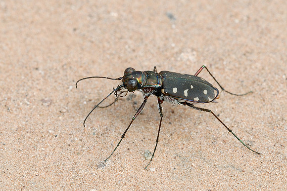 Cicindelidia sedecimpunctata