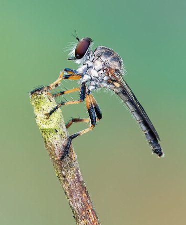 Ommatius floridensis