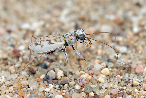 Ellipsoptera lepida