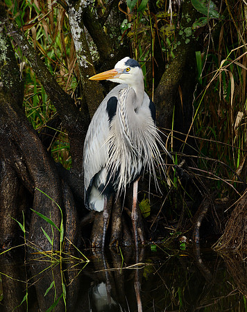 Great Blue Heron