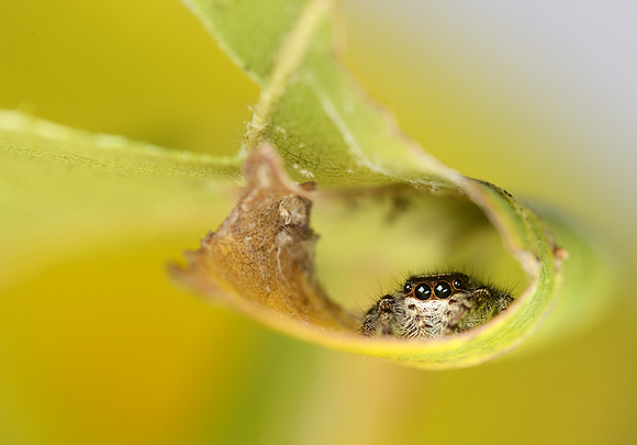 Phidippus princeps