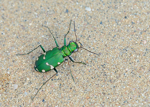 Northern Barrens Tiger Beetle (Cicindela patruela patruela)