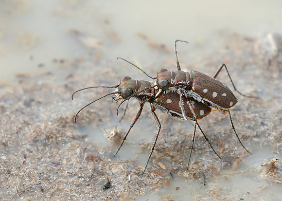 Cicindelidia ocellata ocellata
