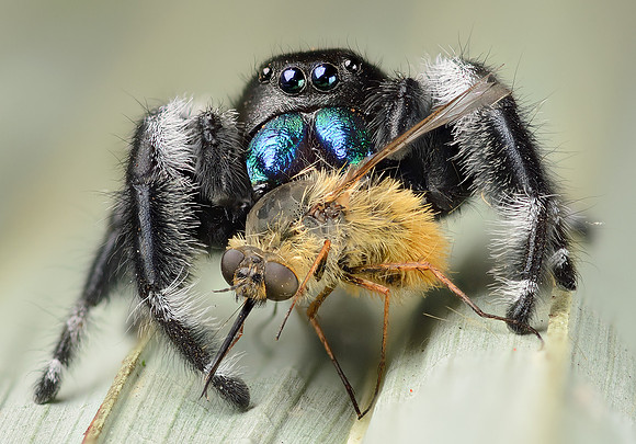 Regal Jumping Spider (Phidippus regius)