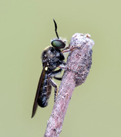Cerotainia albipilosa