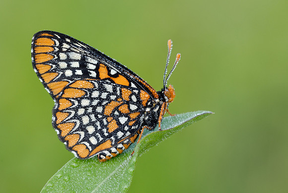 Baltimore Checkerspot (Euphydryas phaeton)